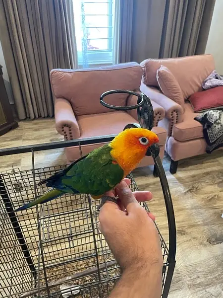 Jenday Conure — photo 4