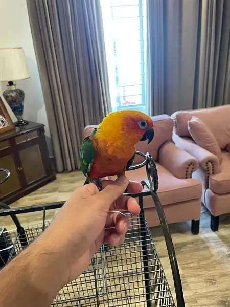 Jenday Conure — photo 5