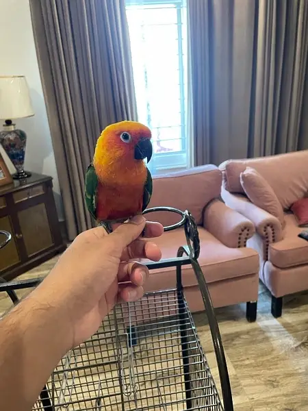 Jenday Conure — photo 6