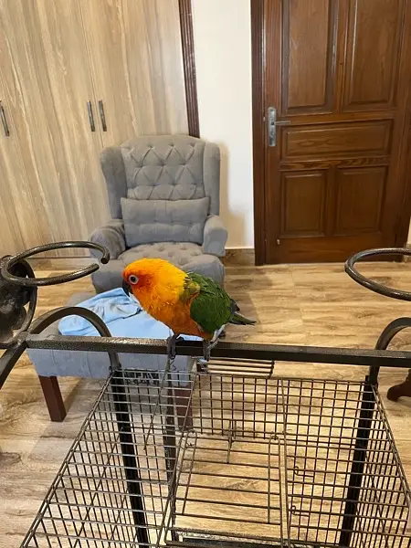 Jenday Conure — photo 7