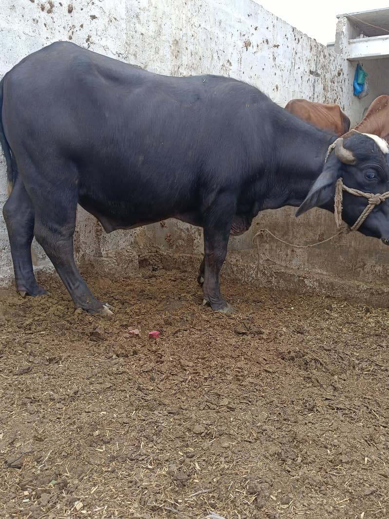 padda 2
