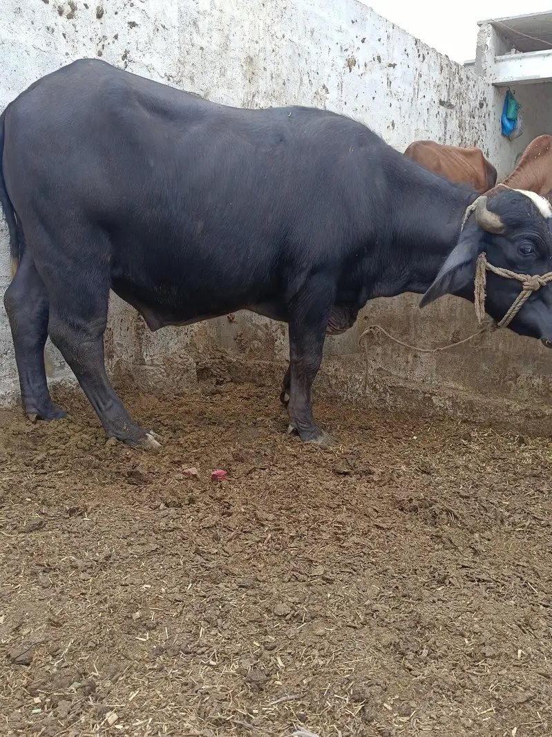 padda — photo 3