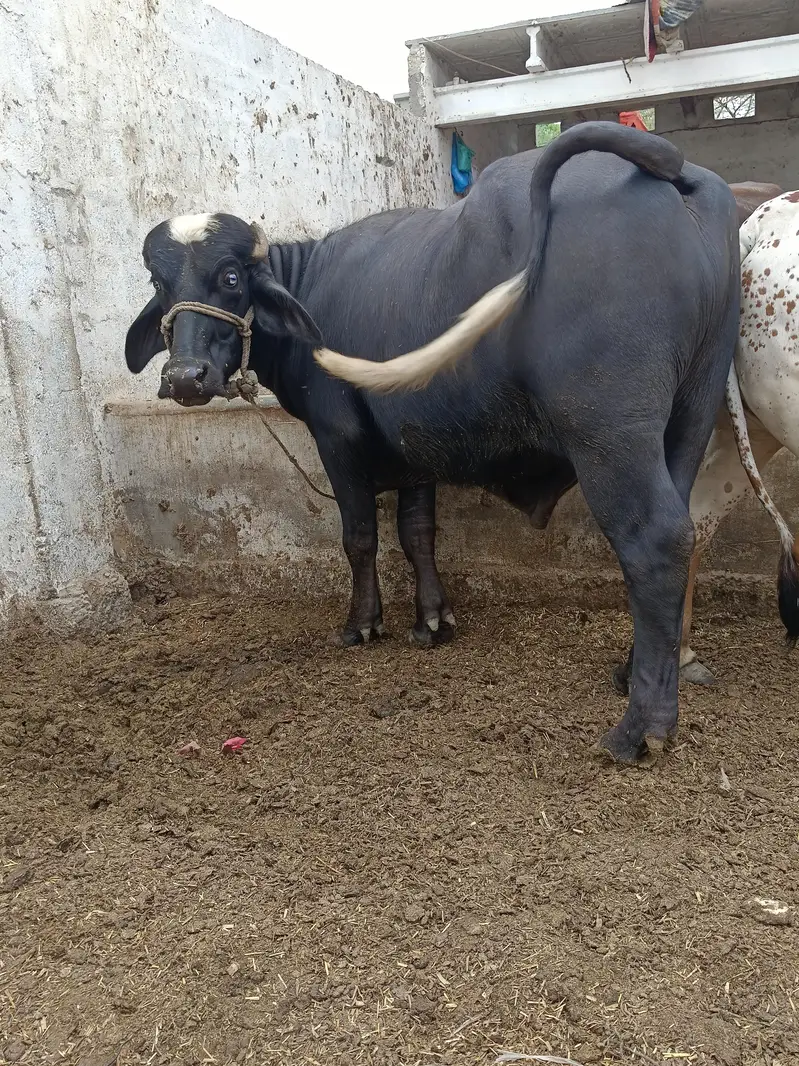 padda — photo 4