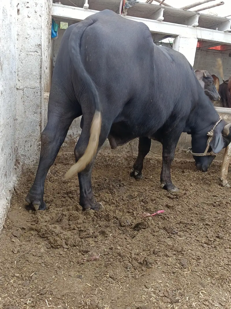 padda — photo 5