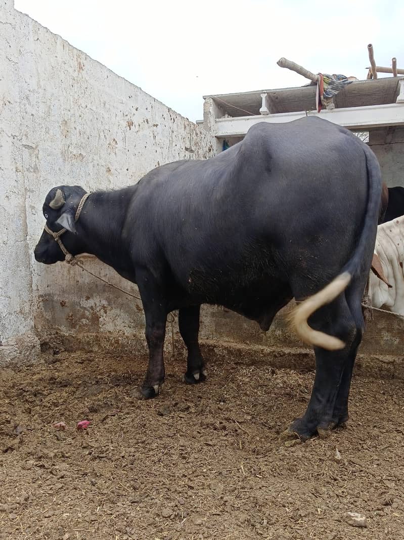 padda 5