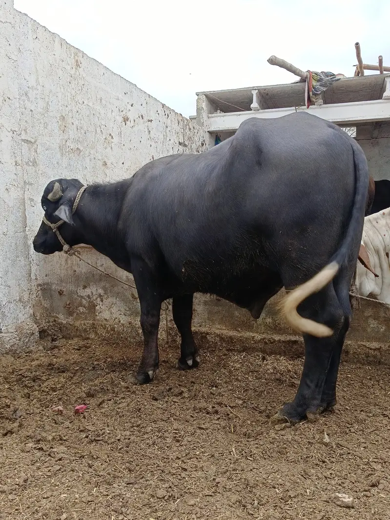padda — photo 6