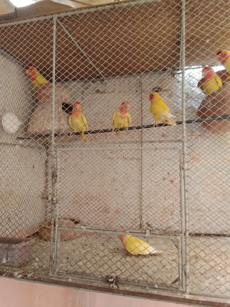 lutino