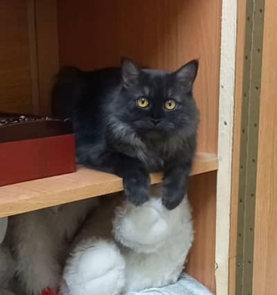 cat available for paid adoption with free accessories