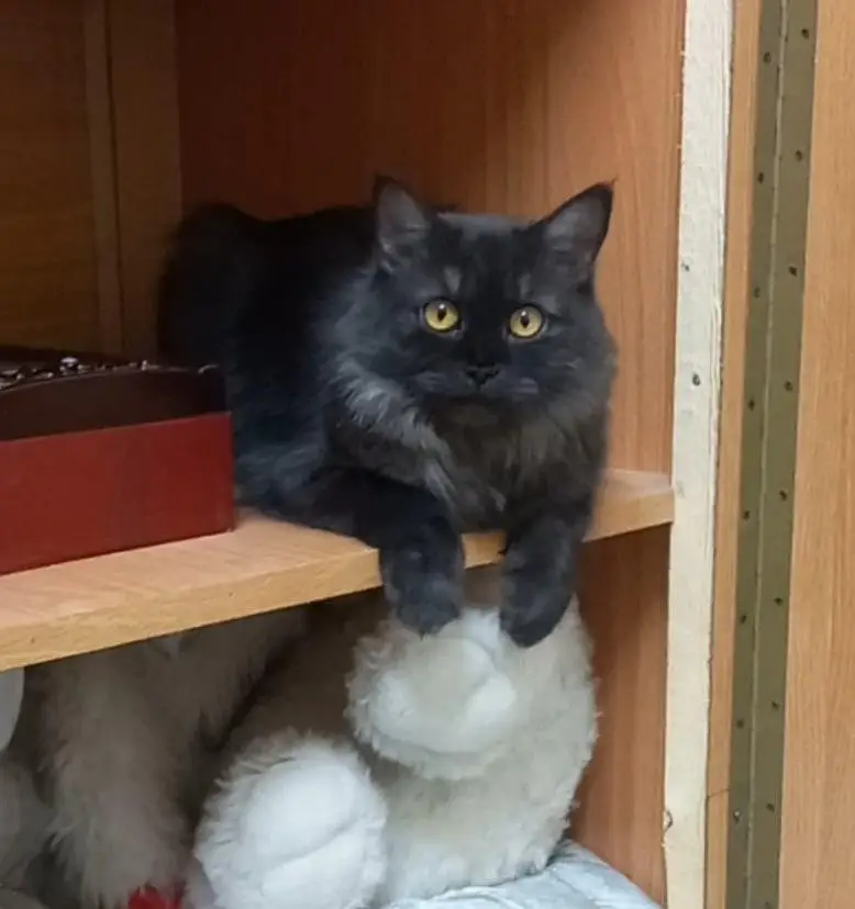 cat available for paid adoption with free accessories
