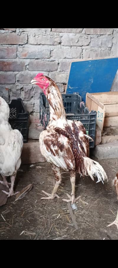 Asel pairs for sale