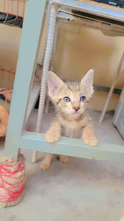 3 kittens Cat Urgent for Sale