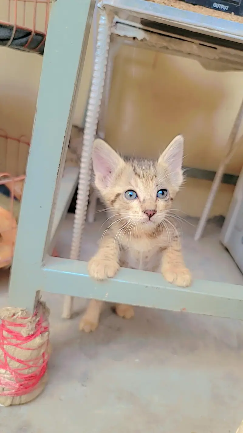 3 kittens Cat Urgent for Sale