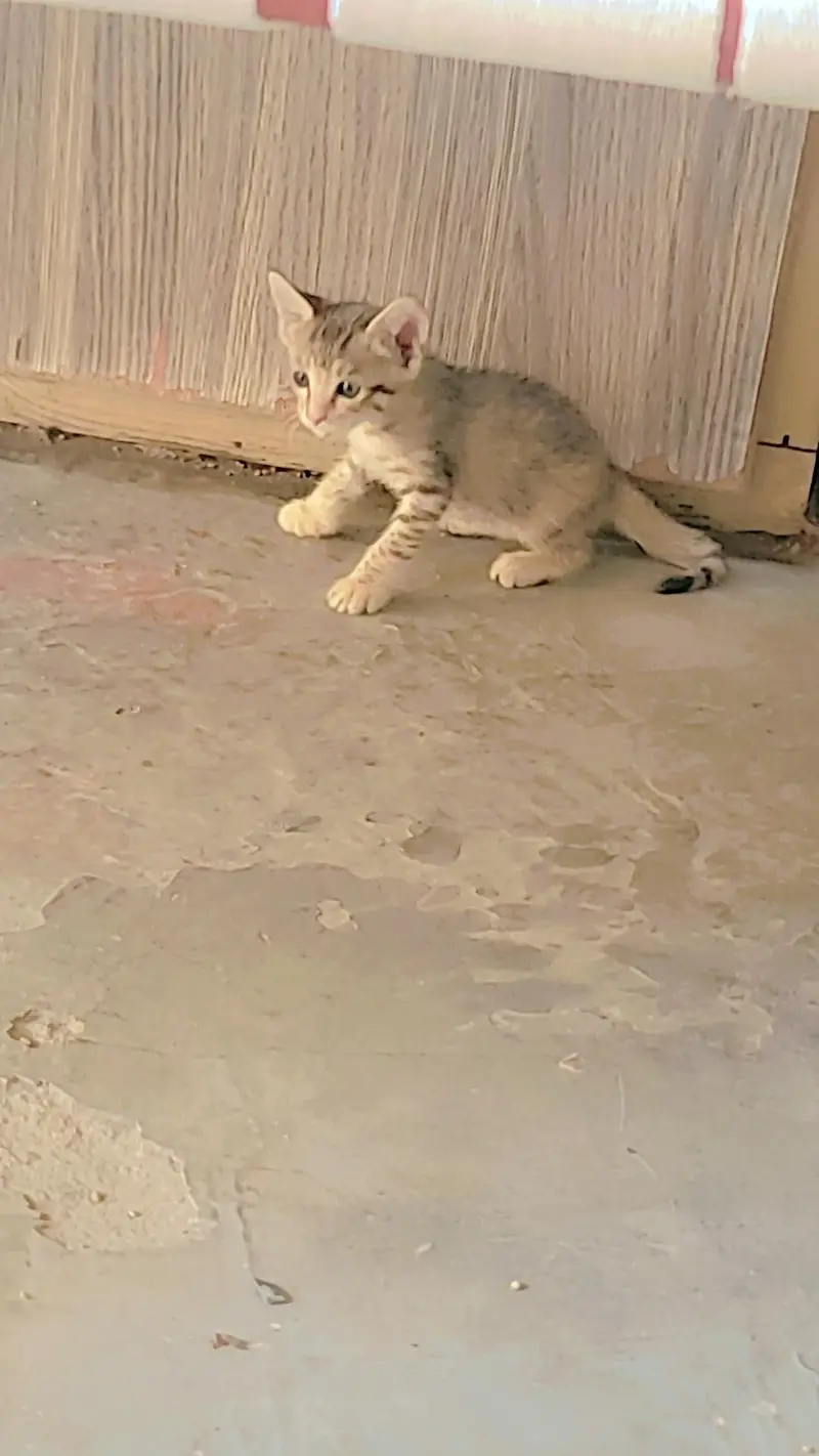 3 kittens Cat Urgent for Sale — photo 2