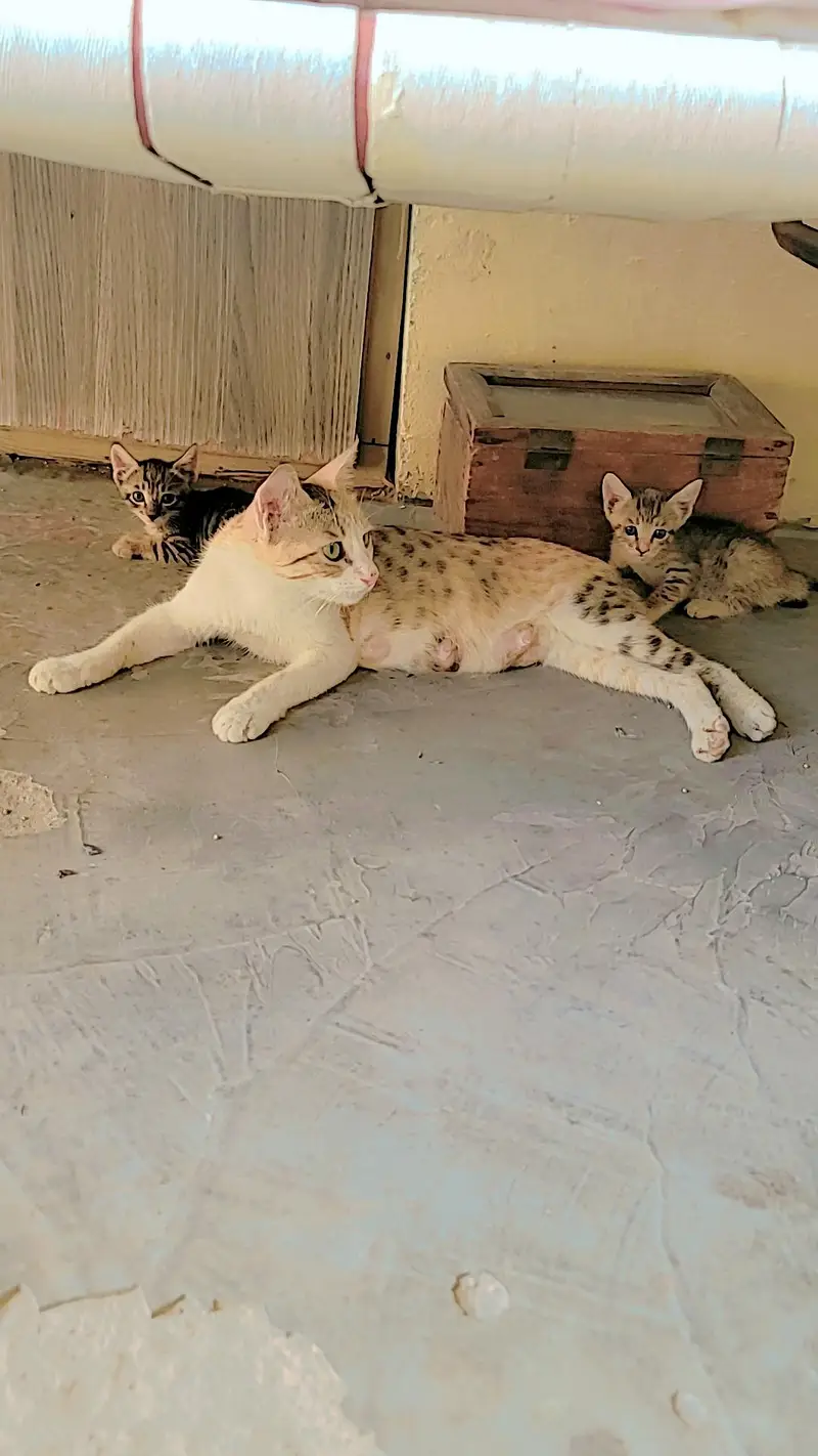 3 kittens Cat Urgent for Sale — photo 3