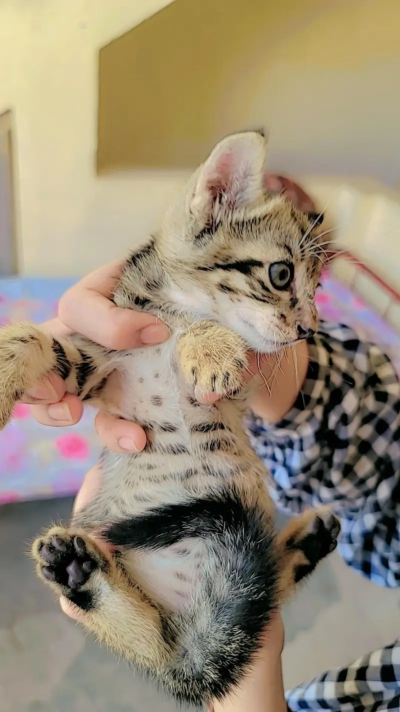 3 kittens Cat Urgent for Sale — photo 4