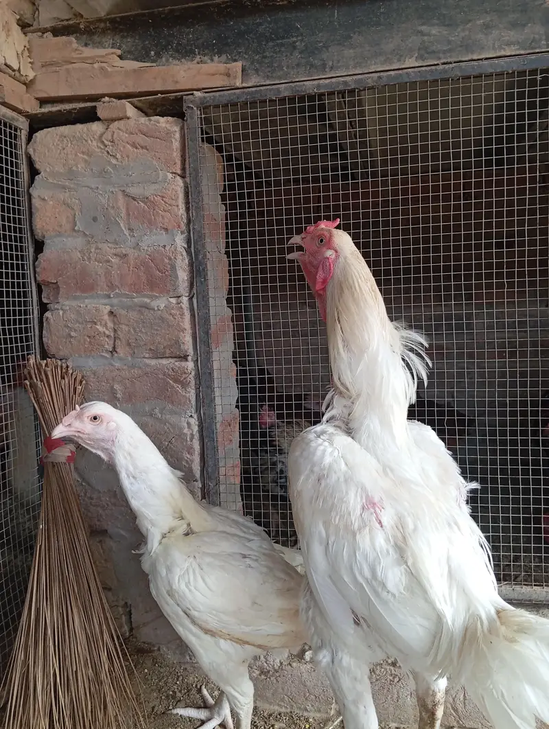 heera aseel pair ,top quality