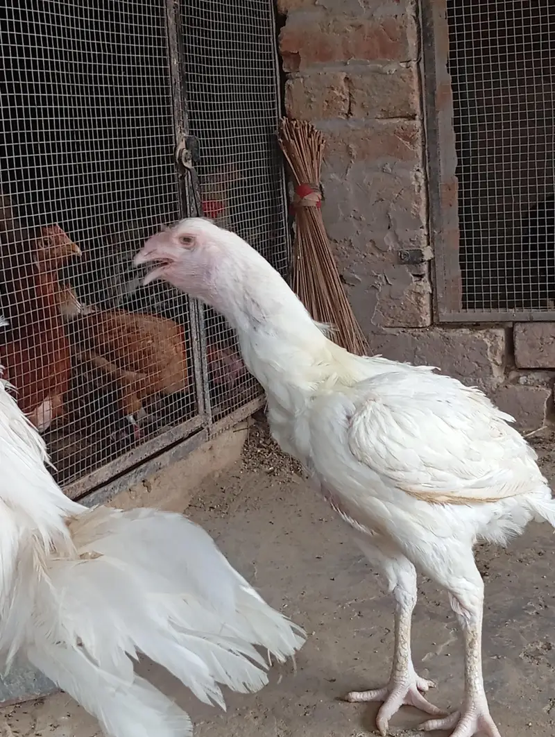 heera aseel pair ,top quality — photo 2
