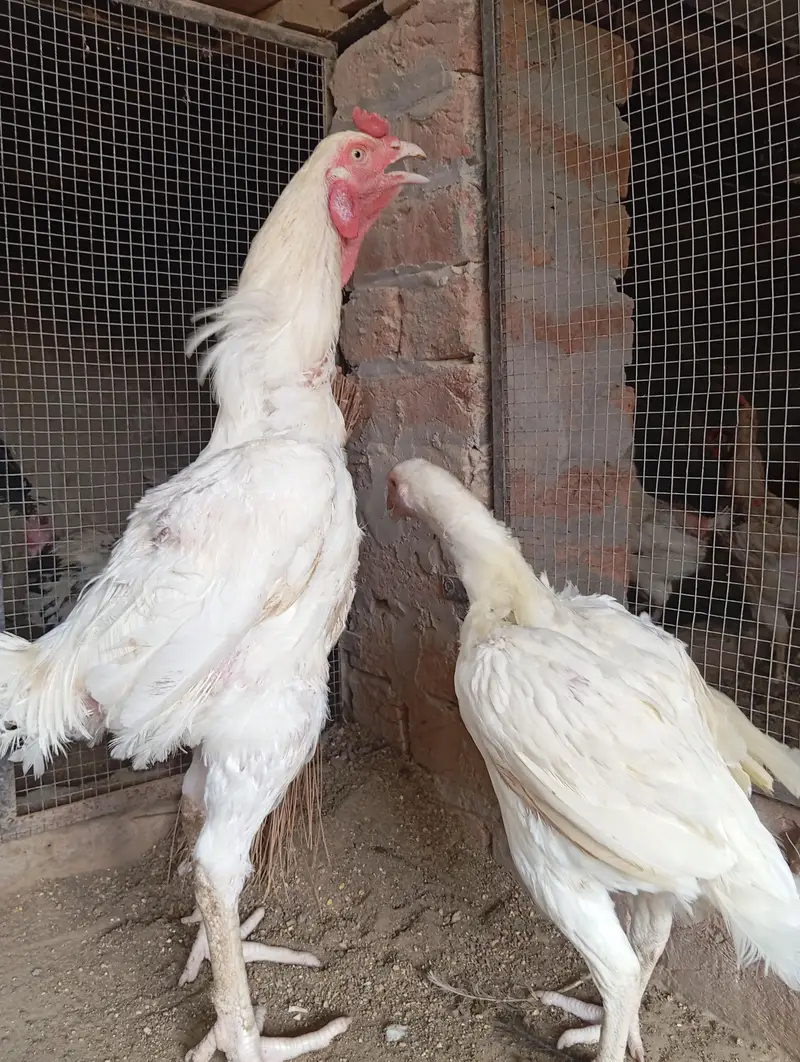 heera aseel pair ,top quality — photo 3