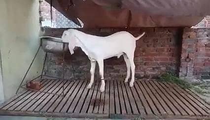 Gulabi Bakra For Sale       03228068296