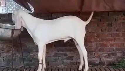 Gulabi Bakra For Sale       03228068296 — photo 3