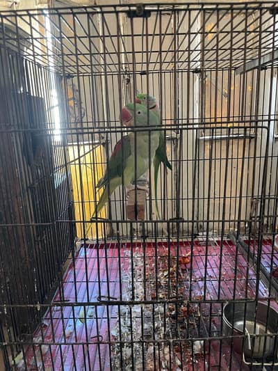 Raw parrot breeder pair for sale