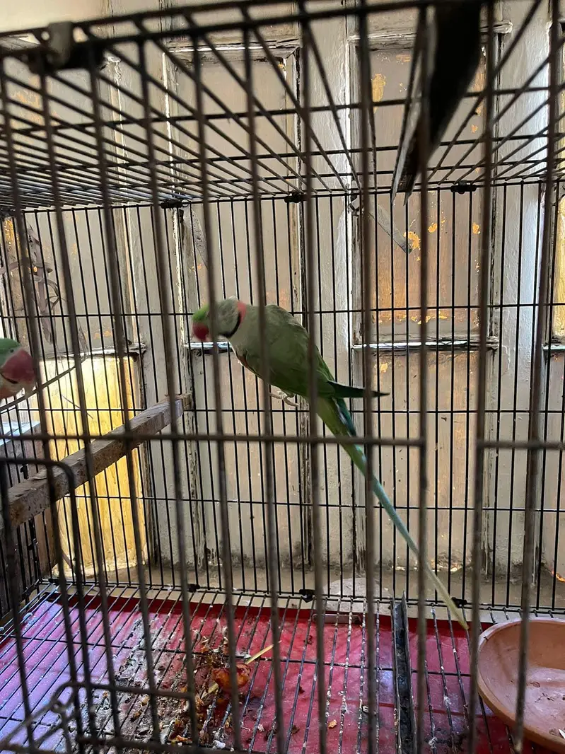Raw parrot breeder pair for sale — photo 2
