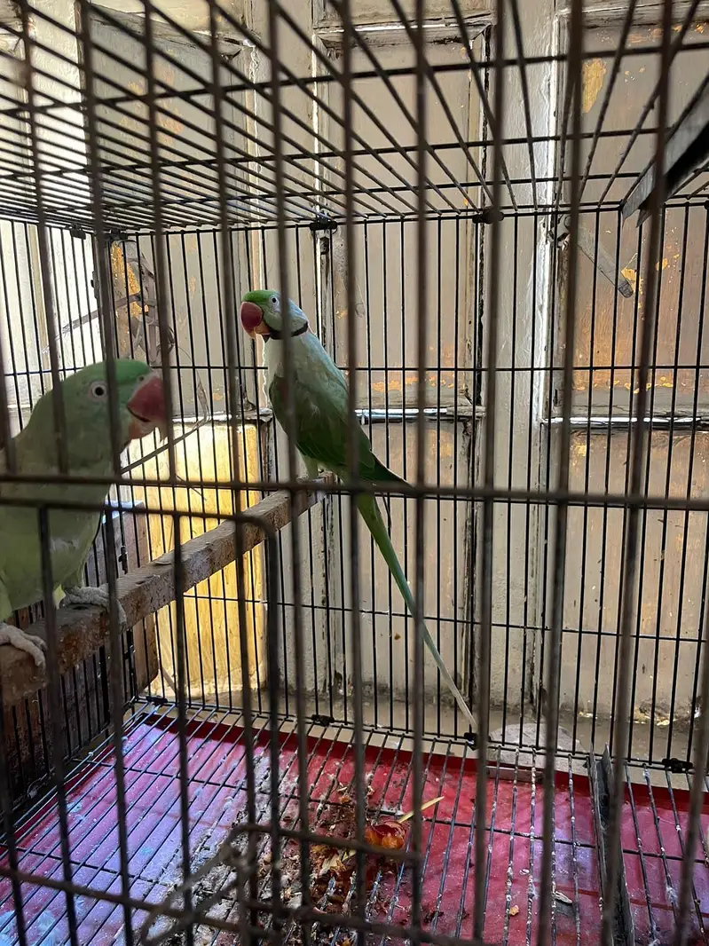 Raw parrot breeder pair for sale — photo 3