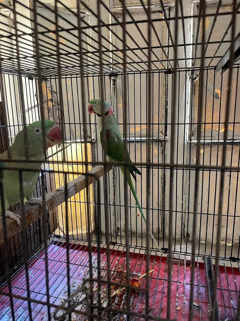 Raw parrot breeder pair for sale — photo 4