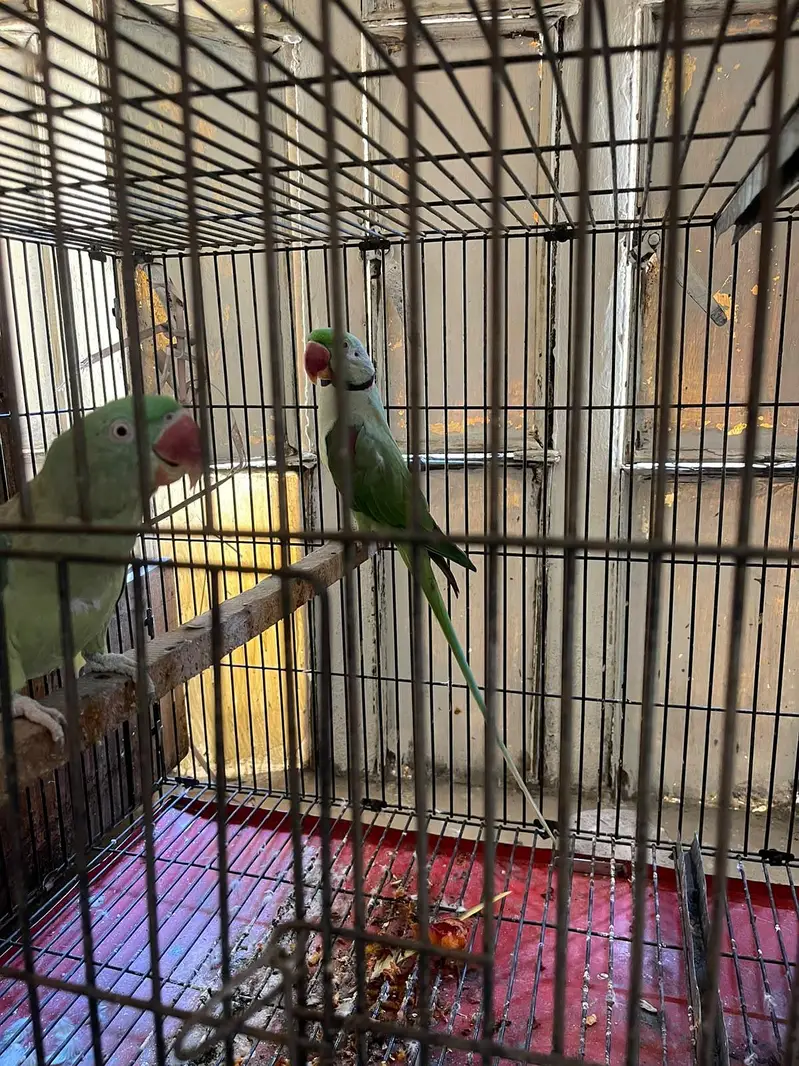 Raw parrot breeder pair for sale — photo 5