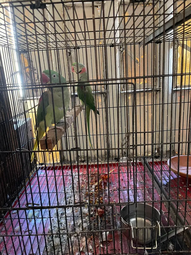 Raw parrot breeder pair for sale — photo 6
