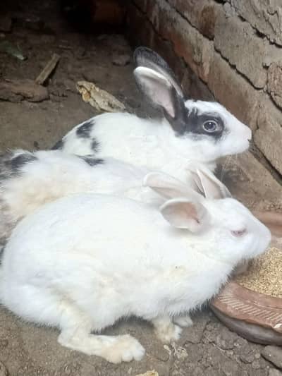 Rabbits 2 female and 1 male