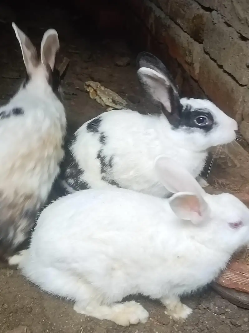 Rabbits 2 female and 1 male — photo 2