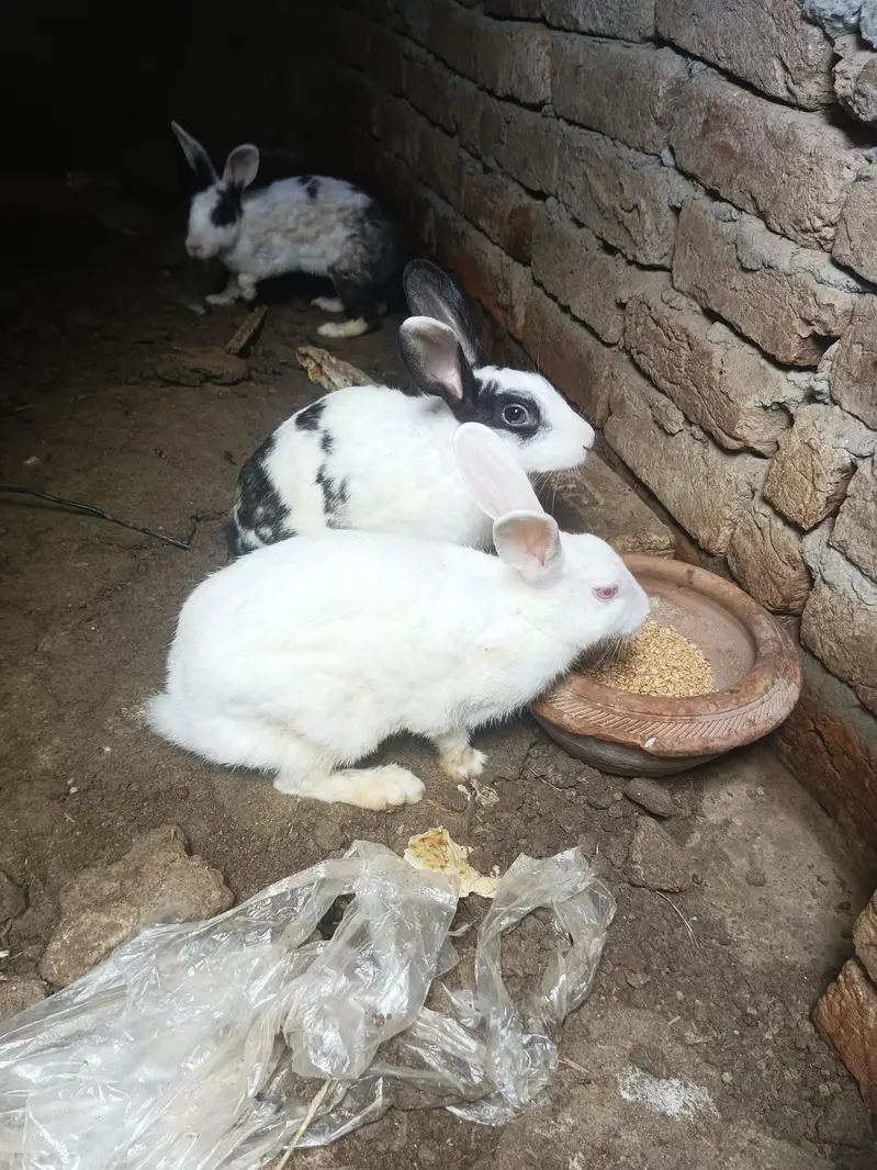 Rabbits 2 female and 1 male — photo 3