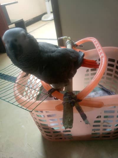 Africa grey leg defected not too much