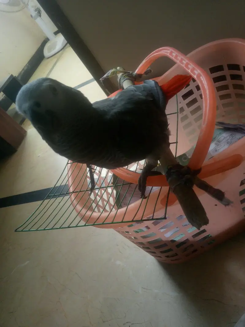 Africa grey leg defected not too much — photo 3