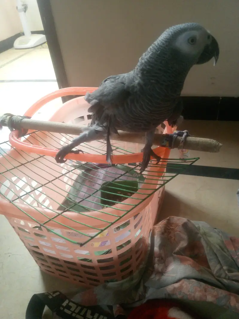 Africa grey leg defected not too much — photo 4