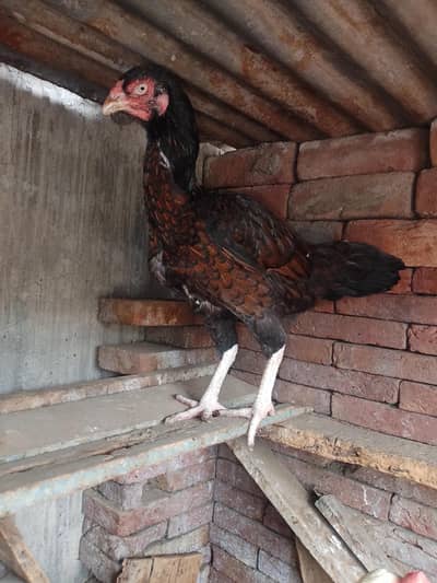 Minawali Breeder Female For sale Good Quality
