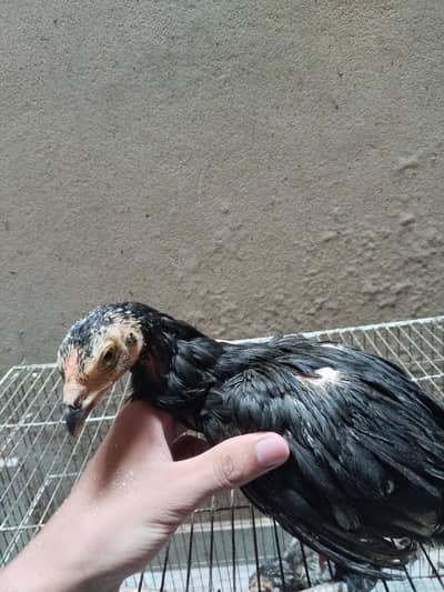mianwali assel hens chiks for sale