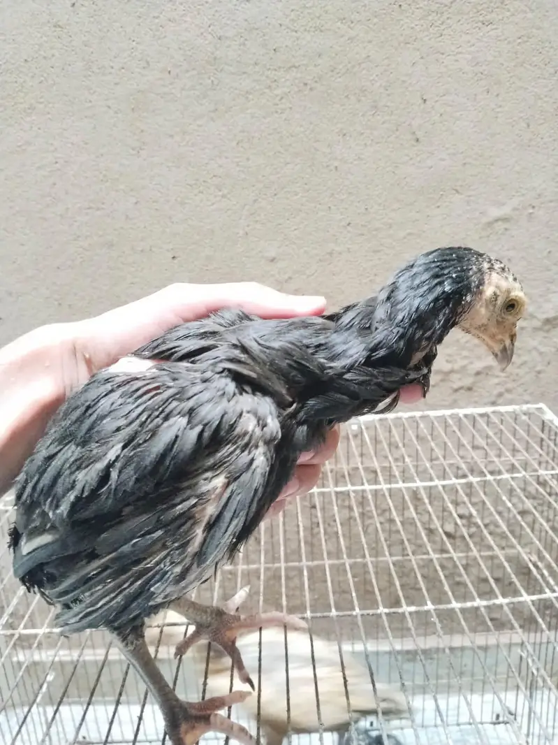 mianwali assel hens chiks for sale — photo 2