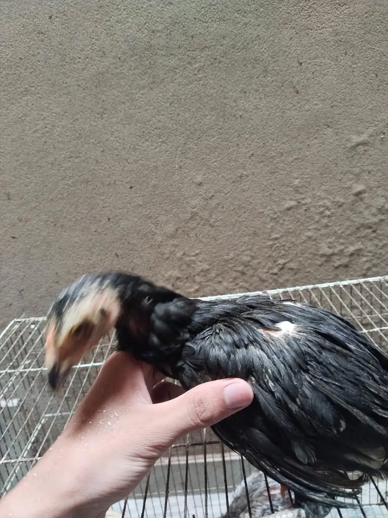 mianwali assel hens chiks for sale — photo 4