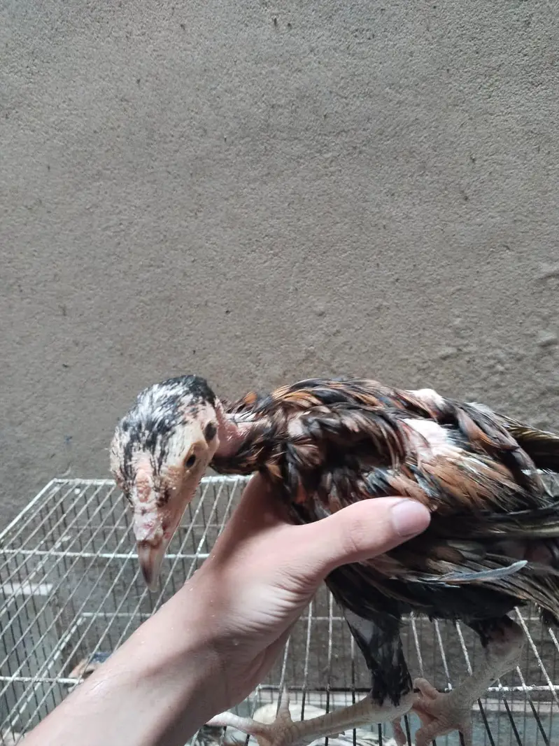 mianwali assel hens chiks for sale — photo 6