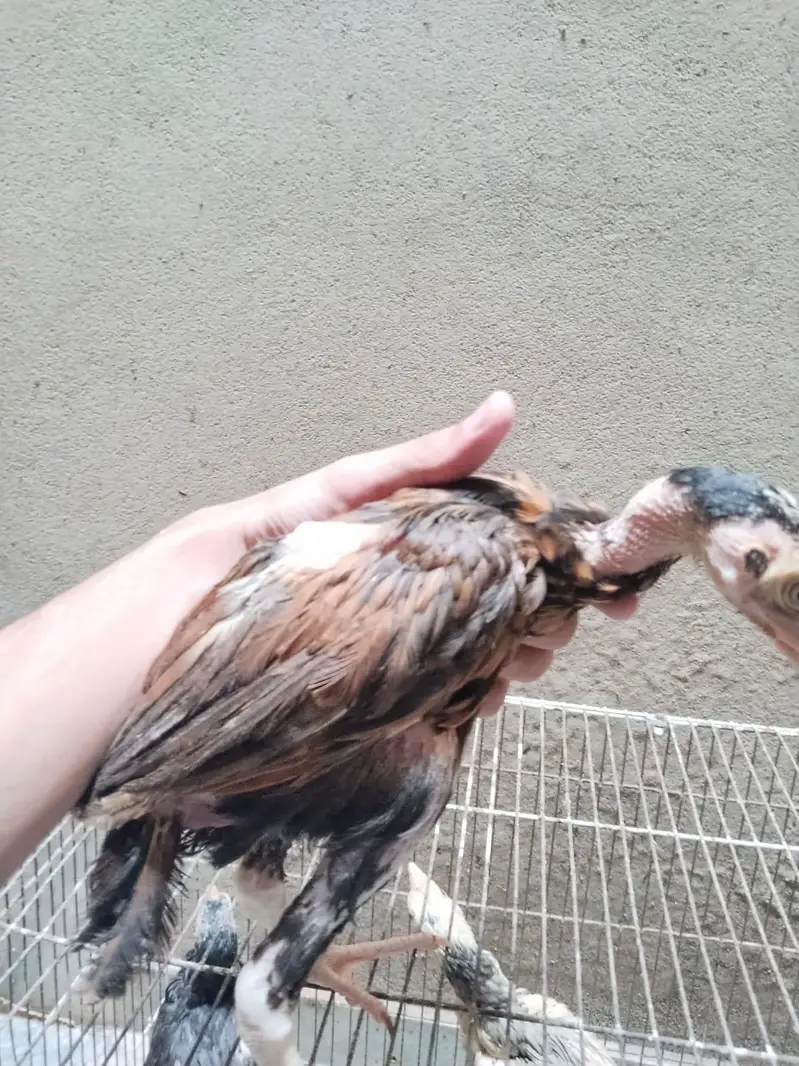 mianwali assel hens chiks for sale — photo 7