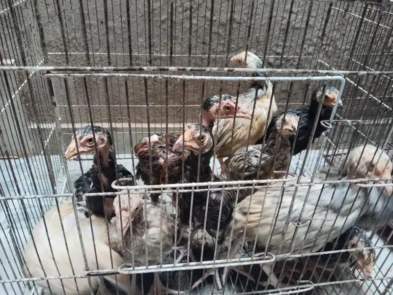 mianwali assel hens chiks for sale — photo 9