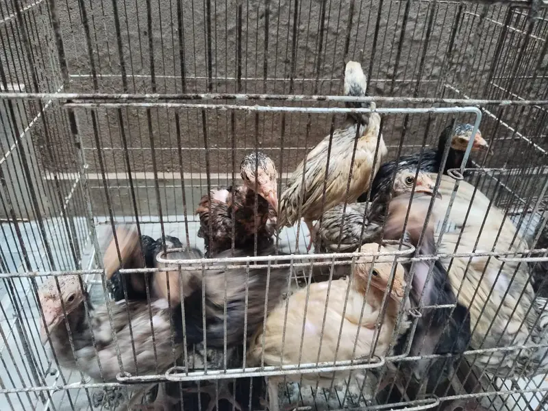 mianwali assel hens chiks for sale — photo 10