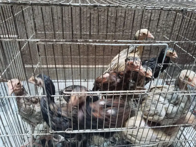mianwali assel hens chiks for sale — photo 11