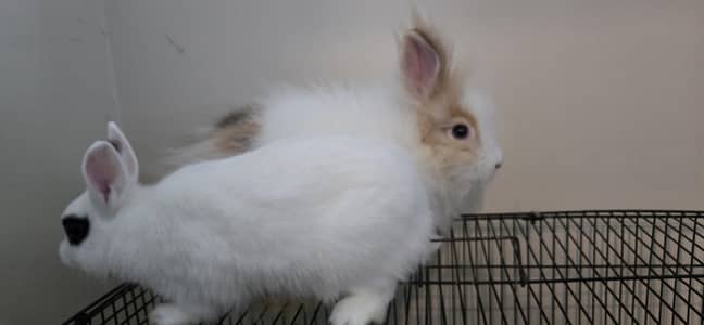 Lionhead(male)/hothot(female)