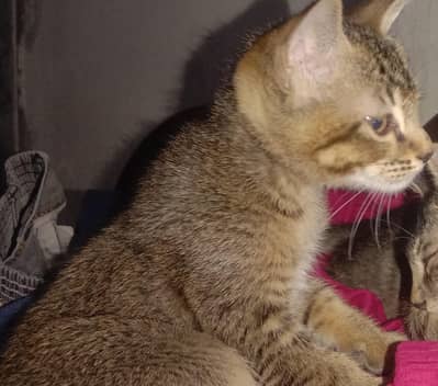 X Breed Female Cat for adoption urgent!!!