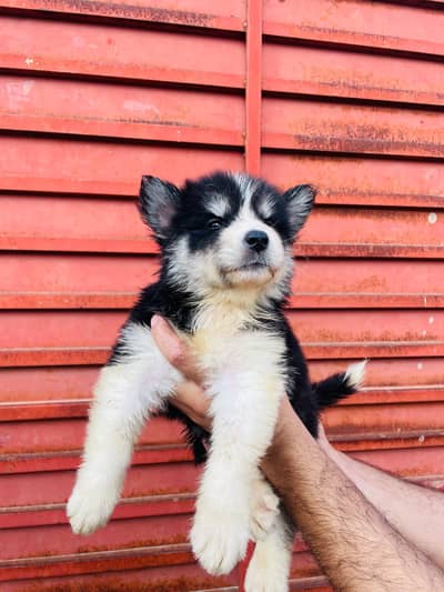 husky puppies for sale watsapp no 03155455895