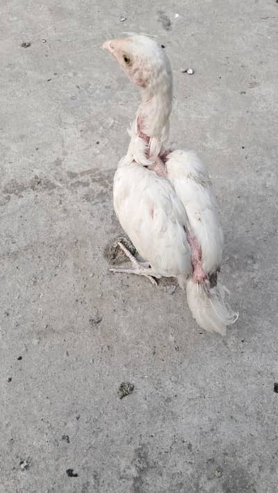 Hera aseel chick