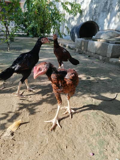 Aseel male chicks